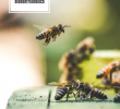 Insektenfreundlicher Garten Inspirierend Die 61 Besten Bilder Von Preis â Ab In Den Garten