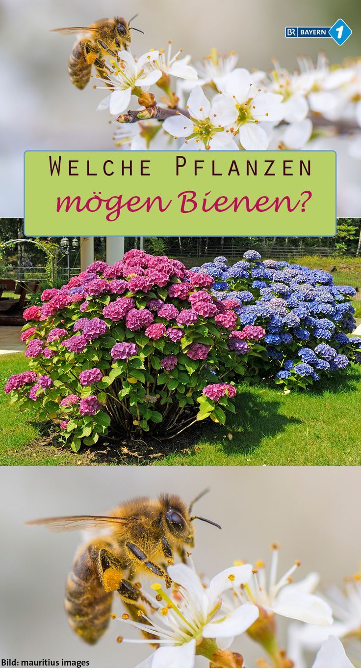 Insektenfreundlicher Garten Neu Welche Pflanzen Mögen Bienen Tipps Für Bienenweiden Und Co