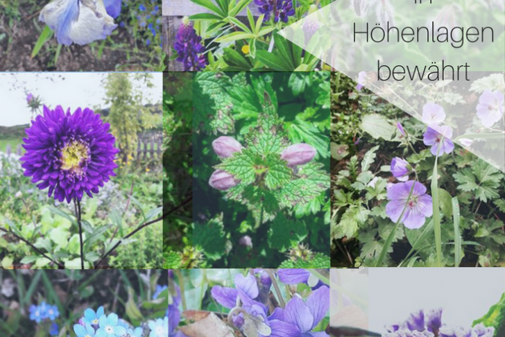 Insektenfreundlicher Garten Schön 9 &amp; Mehr Blaue Stauden – Blaues Wunder Im Garten Auf 850 Hm
