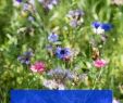 Insektenfreundlicher Garten Schön Blumenwiesen Im Garten Richtig Anlegen Pflegen – Wohn Design