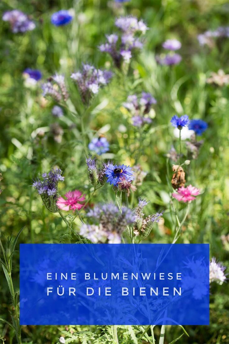 Insektenfreundlicher Garten Schön Blumenwiesen Im Garten Richtig Anlegen Pflegen – Wohn Design