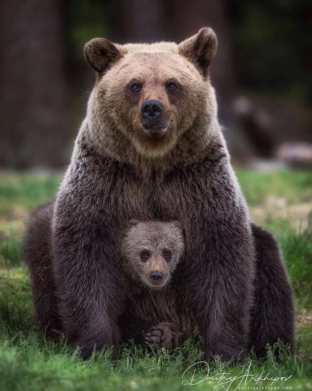 Internet Im Garten Genial Grizzly Bear with Its Little Baby at Sw if You Have Time