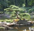 Japanischer Garten Anlegen &amp; Gestalten Best Of Japangarten