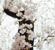 Japanischer Garten Anlegen &amp; Gestalten Inspirierend Japanischer Garten 10 Ideen Zum Anlegen Und Gestalten