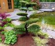 Japanischer Garten Anlegen &amp; Gestalten Luxus Kleinen Japanischen Garten Anlegen Google Search