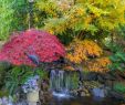 Japanischer Garten Anlegen &amp; Gestalten Schön Japanischen Garten Anlegen– Gestaltungstipps Von Dr Garten