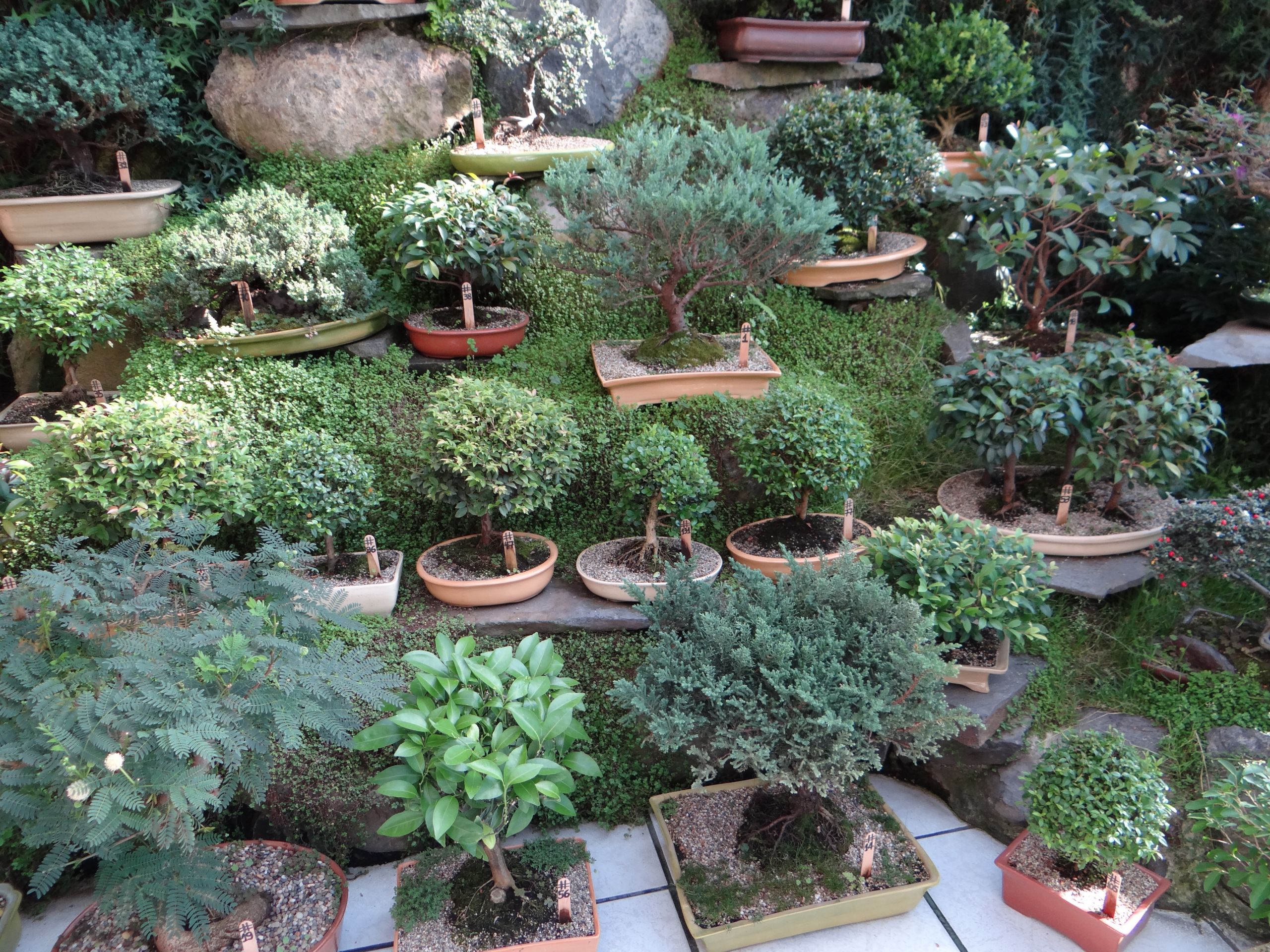 Japanischer Garten Düsseldorf Frisch çæ ½ Wikimedia Mons