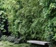 Japanischer Garten Düsseldorf Luxus 254 Best Bamboe Bamboo Images In 2020