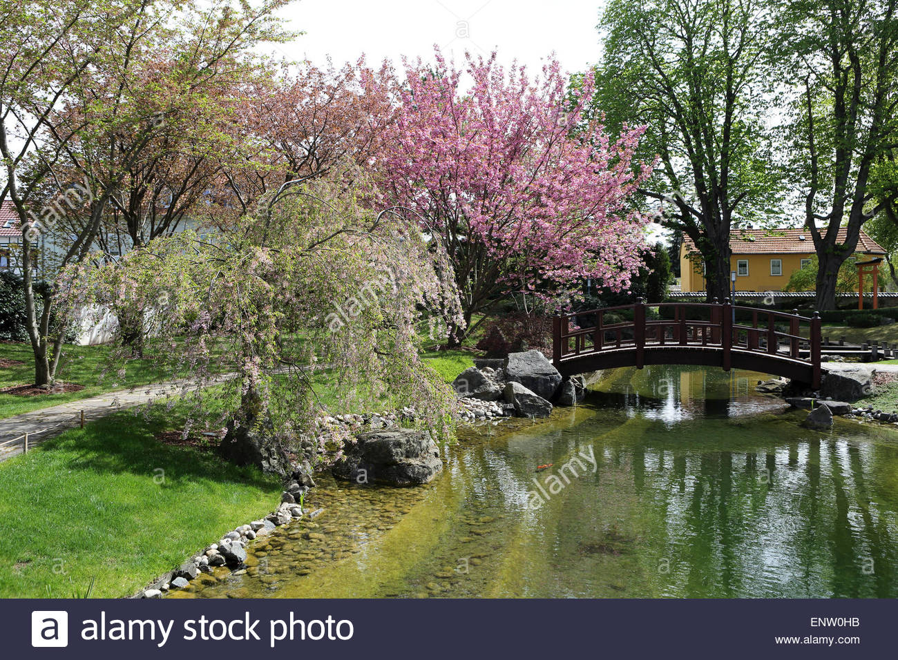 cherry trees blossom by an arched brdige in the japanese garden japanischer ENW0HB