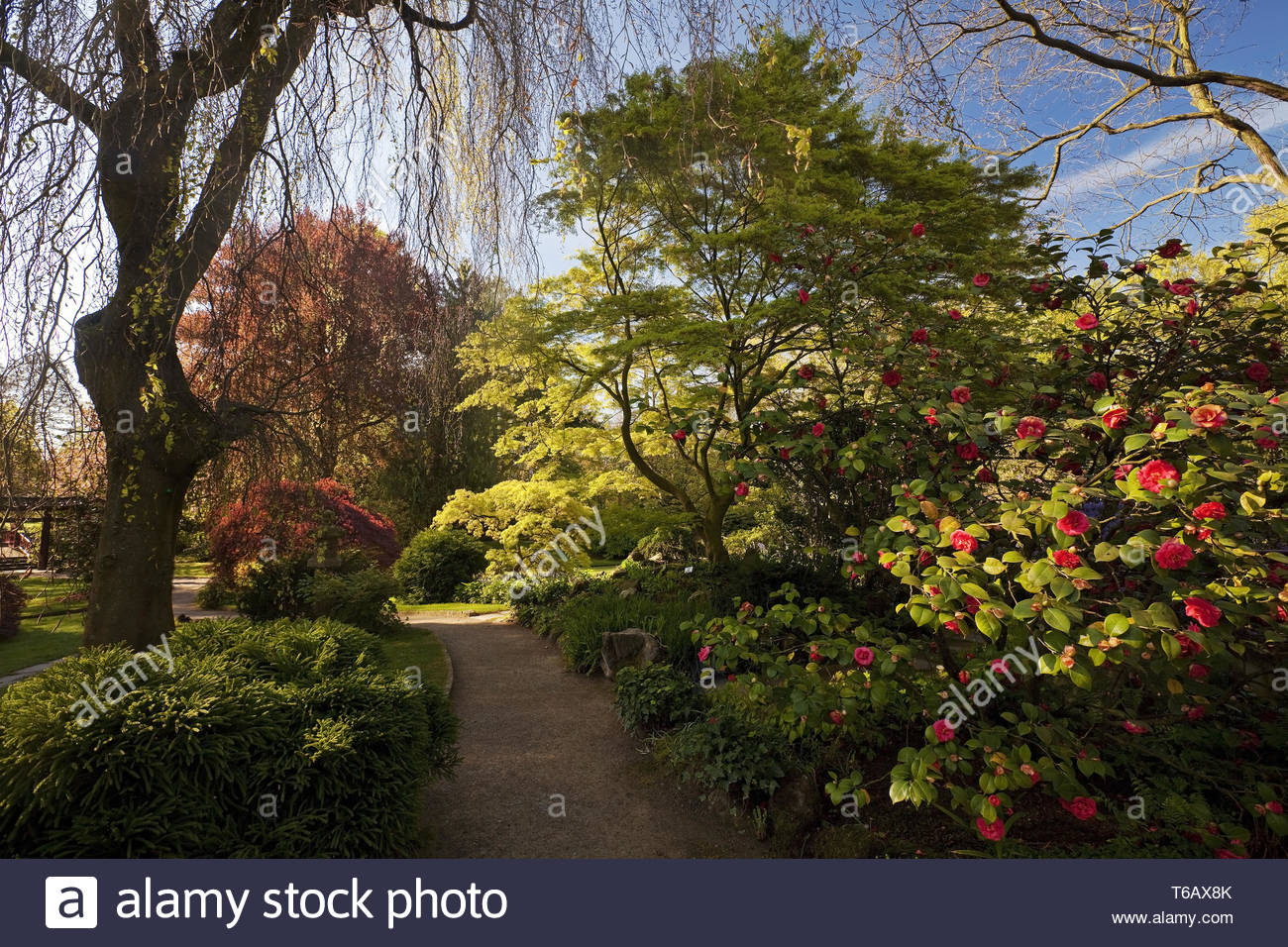japanese garden in spring leverkusen bergisches land north rhine westphalia germany T6AX8K