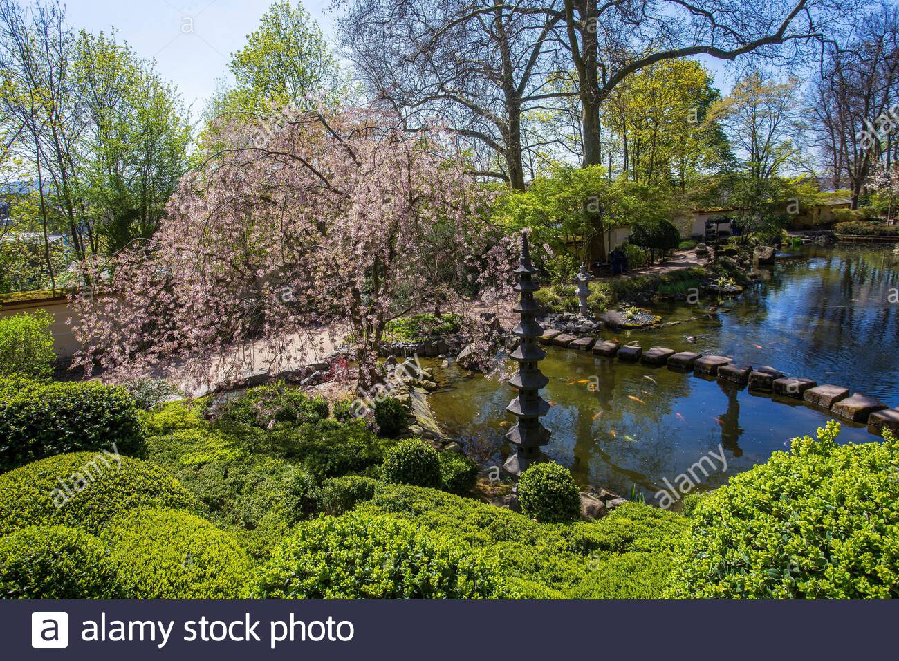 idyllic sunny day at japanese garden in kaiserslautern carps koi in water of pond japanese garden lantern and sakura cherry blossom now 2B0JWWH