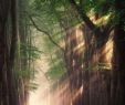 Japanischer Garten Freiburg Schön Earth Focus On Instagram “a Series Of Enchanting forest