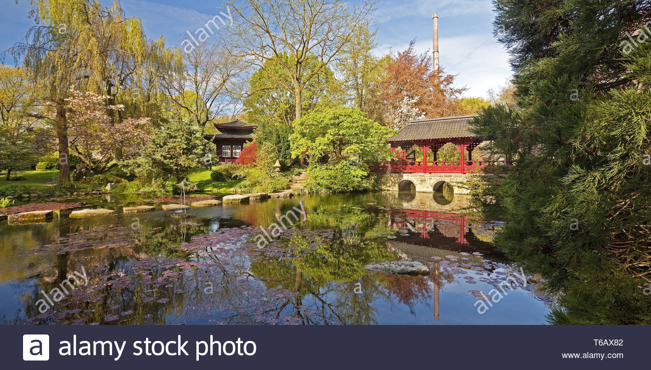 japanese garden with tea house in spring leverkusen north rhine westphalia germany T6AX82