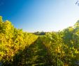 Japanischer Garten Kaiserslautern Luxus Autumnal Vineyard In Pfalz