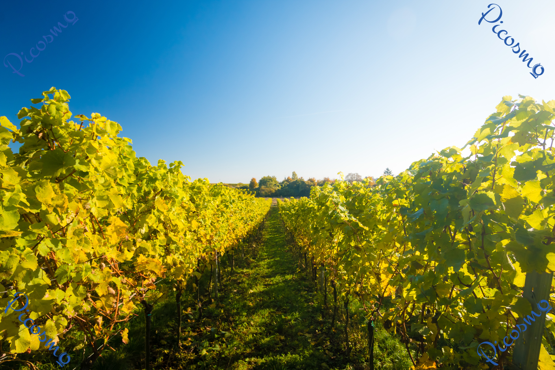 Japanischer Garten Kaiserslautern Luxus Autumnal Vineyard In Pfalz