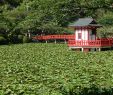 Japanischer Garten München Genial Mobara 2020 Best Of Mobara Japan tourism Tripadvisor