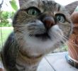 Katze Im Garten Begraben Genial Hauskatze –