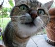 Katze Im Garten Begraben Genial Hauskatze –