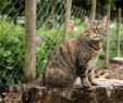 Katze Im Garten Begraben Inspirierend Katze Aus Dem Garten Verscheuchen Harmlose Hausmittel