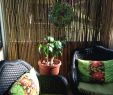 Kleine Gärten Gartenideen Luxus Hän isch Balkon — Vianova Project