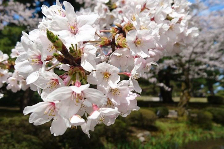 Kramer Garten Frisch Cherry Blossoms at the Kenroku Garden Kanazawa Japan