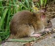 Löcher Im Garten Ratten Best Of Rats Mice and Rodent Exterminator