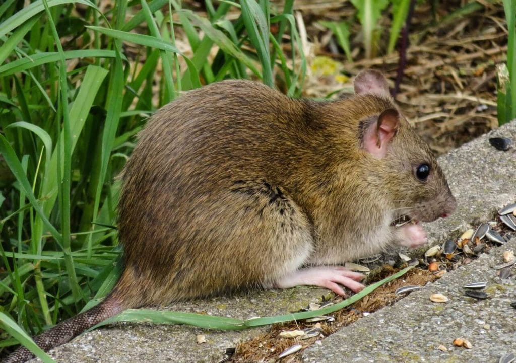 Löcher Im Garten Ratten Best Of Rats Mice and Rodent Exterminator