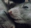 Löcher Im Garten Ratten Einzigartig Garten Wunderbar Rattenlöcher Im Garten Und Ratten Locher