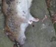 Löcher Im Garten Ratten Frisch Ratten Erfolgreich Im Garten "bekämpfen"