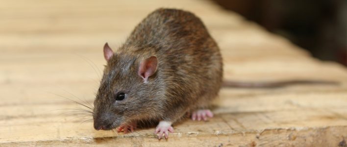 Löcher Im Garten Ratten Neu Extrem Rattenbau Zerstören Zu85