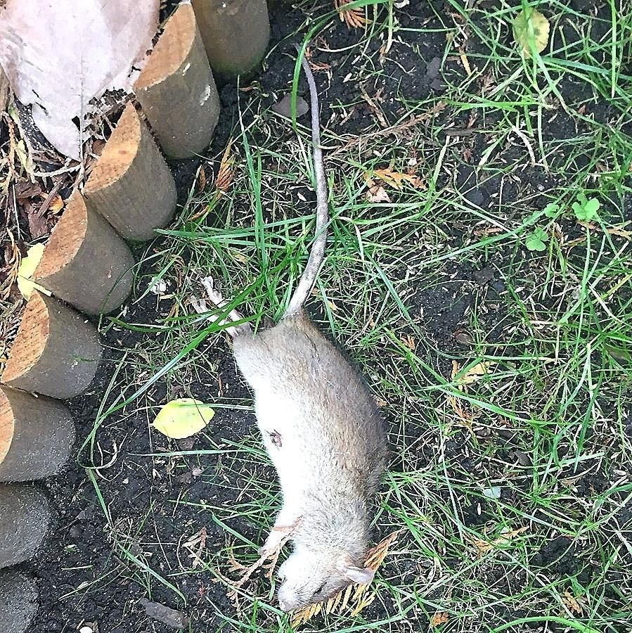 Löcher Im Garten Ratten Schön Löcher Im Garten Ohne Erdhaufen