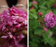 Mein Schöner Garten Zeitschrift Inspirierend La Signora Delle Rose