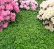 Minze Im Garten Best Of Teppich Golderdbeere • Waldsteinia Ternata