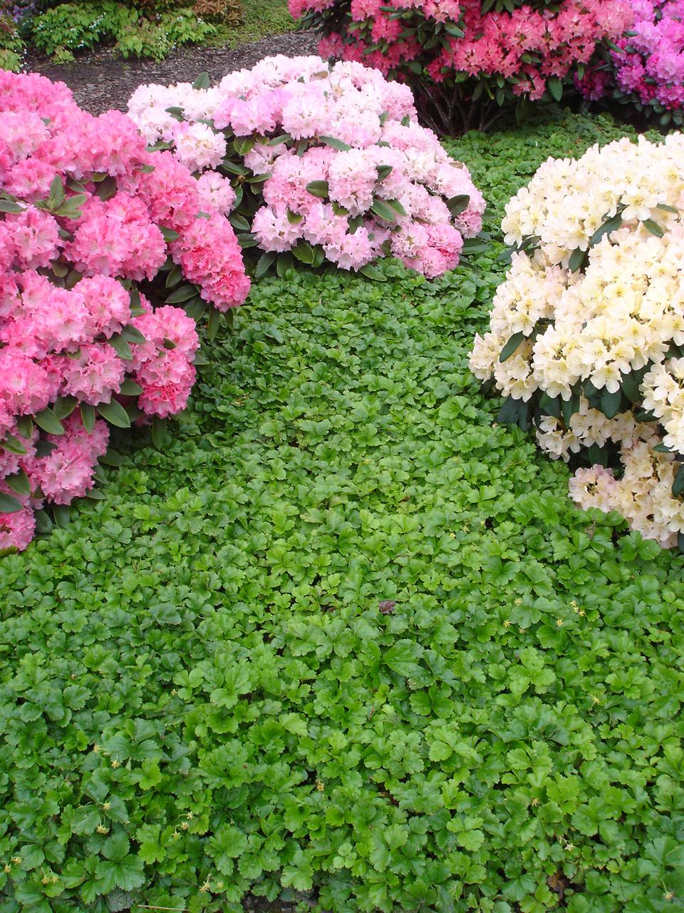 Minze Im Garten Best Of Teppich Golderdbeere • Waldsteinia Ternata