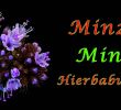 Minze Im Garten Einzigartig Minze Mint Hierbabuena Menta Time Lapse
