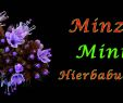 Minze Im Garten Einzigartig Minze Mint Hierbabuena Menta Time Lapse