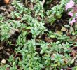 Minze Im Garten Elegant Kümmelthymian Thymus Herba Barona