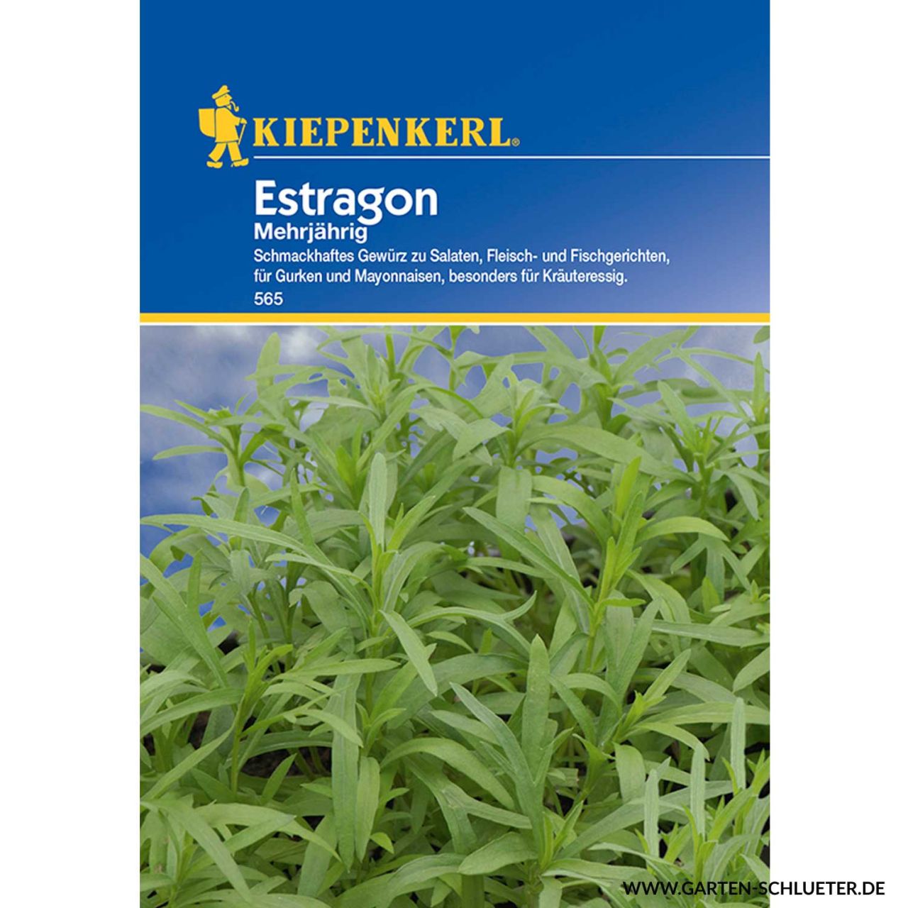 1 Estragon Artemisia dracunculus 1280x1280