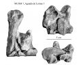 Möbelum Kommode Luxus Equus Amerhipus Insulatus From Peru Musm 7 Cranium and