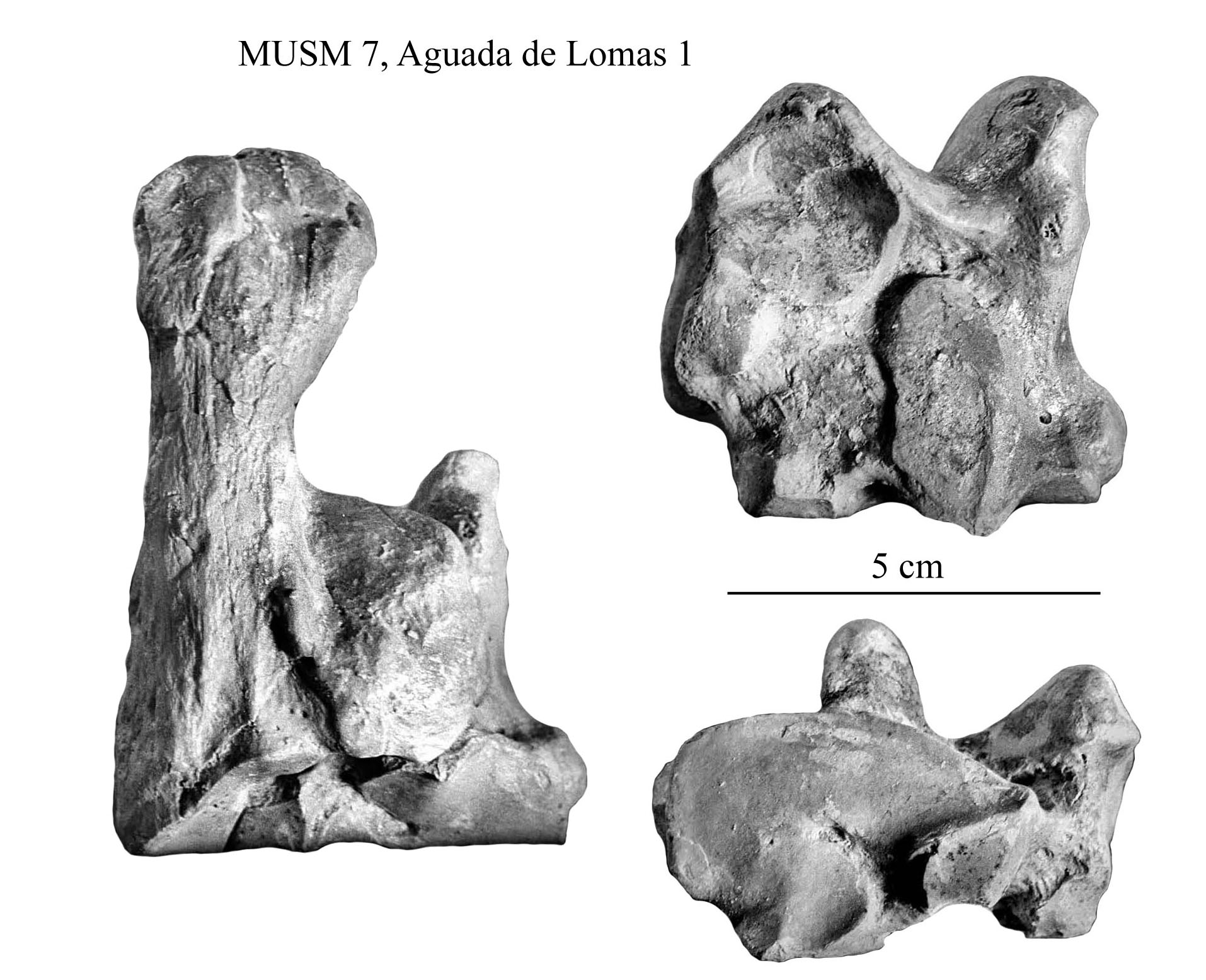Möbelum Kommode Luxus Equus Amerhipus Insulatus From Peru Musm 7 Cranium and