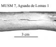 Möbelum sofa Inspirierend Equus Amerhipus Insulatus From Peru Musm 7 Cranium and