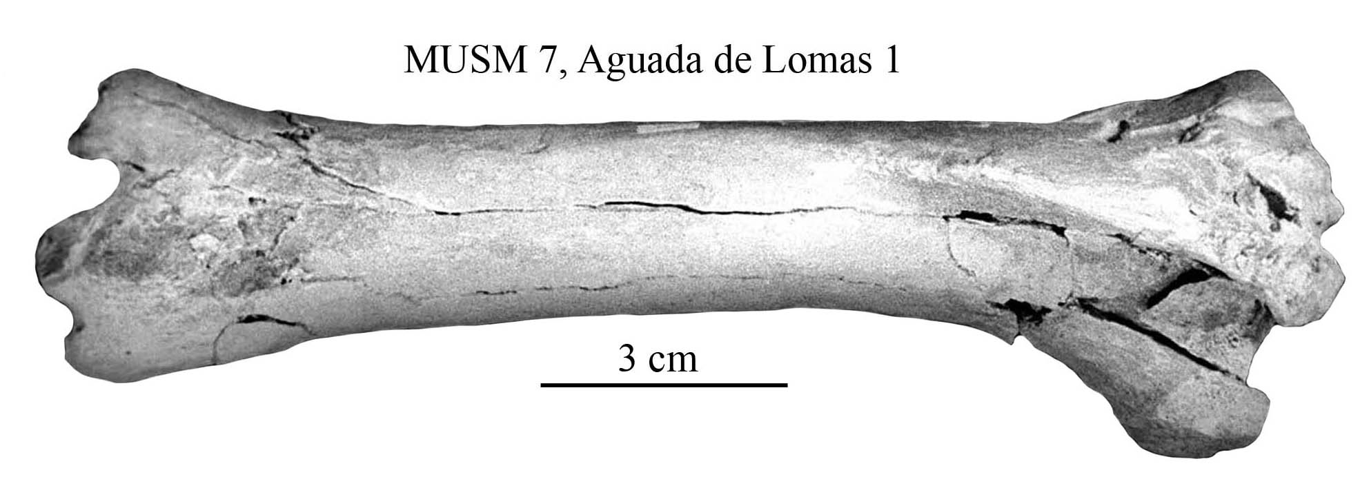 Möbelum sofa Inspirierend Equus Amerhipus Insulatus From Peru Musm 7 Cranium and