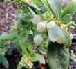 My Garden Gardena Best Of Got My Cutie Patootie Blueberry Hedge Happening Out the