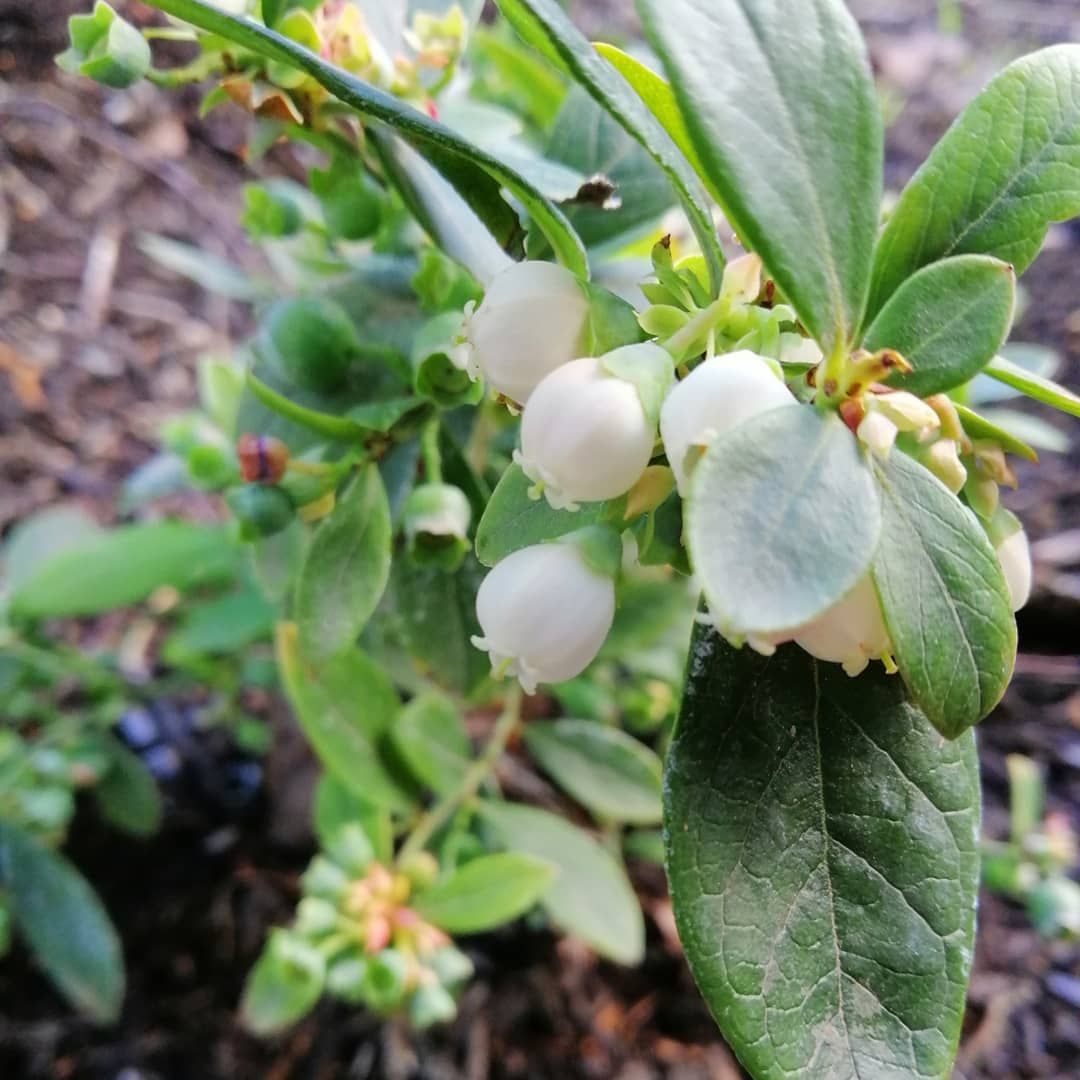 My Garden Gardena Best Of Got My Cutie Patootie Blueberry Hedge Happening Out the