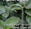 My Garden Gardena Einzigartig How to Grow Strawberries and asparagus the Permaculture Way