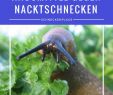 Natron Im Garten Schön Nacktschnecken Im Garten Bekämpfen Und Vertreiben