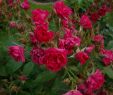 Natron Im Garten Schön Pflanzenschutz Rosenstärkungsmittel Rosenpara S Loccum