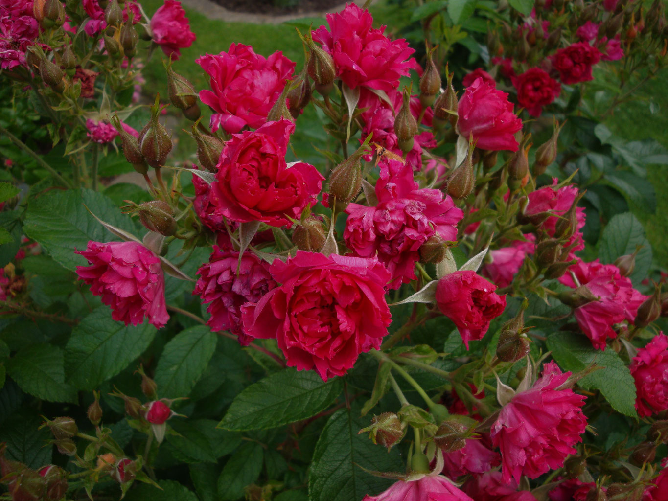 Natron Im Garten Schön Pflanzenschutz Rosenstärkungsmittel Rosenpara S Loccum