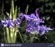 Natur Und Garten Best Of Schwertlilie Blau Iris Sibirica Stock S & Schwertlilie