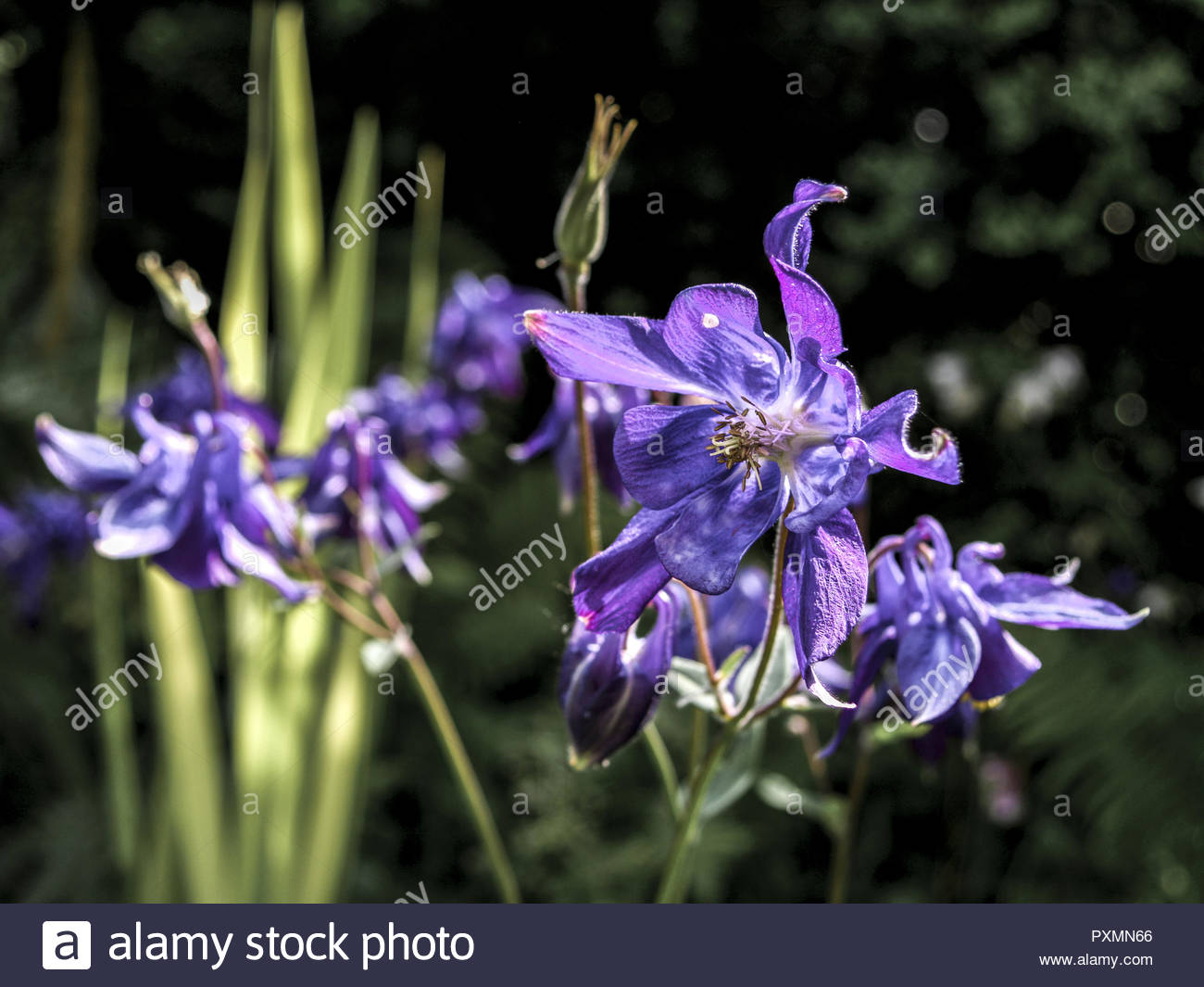 Natur Und Garten Best Of Schwertlilie Blau Iris Sibirica Stock S & Schwertlilie